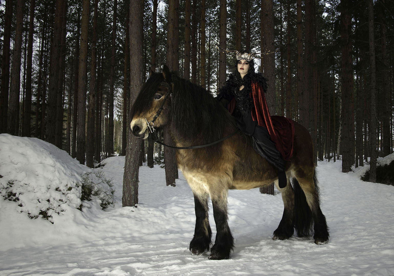Skogens drottning. Samma kvinna som i de två föregående bilder sitter nu på en nordsvensk brukshäst. En riktig stor, lurvig brun häst. Hästan står på snötäckt mark mot en bakgrund av trädstammar.