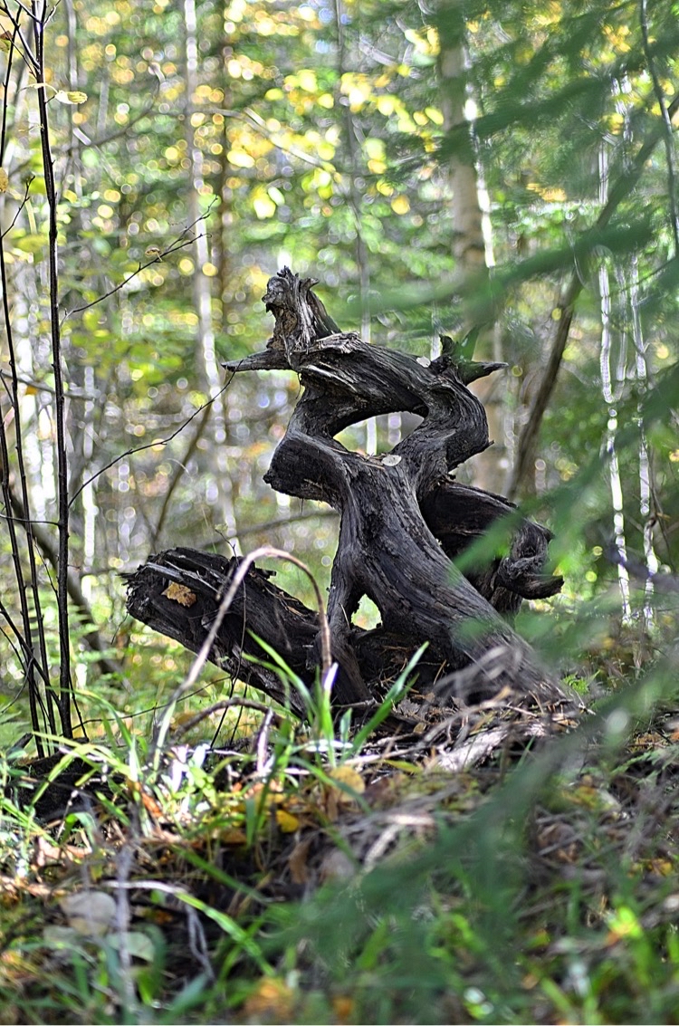Färgfotografi av en konstnärlig formad rot i skogsmiljö. Gräs och mossa i förgrund och träd bakom den gamla roten som står upprätt och har flera intressanta håligheter.