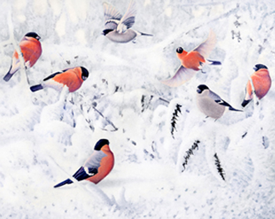 Målning av domherrar på snötäckta grenar.