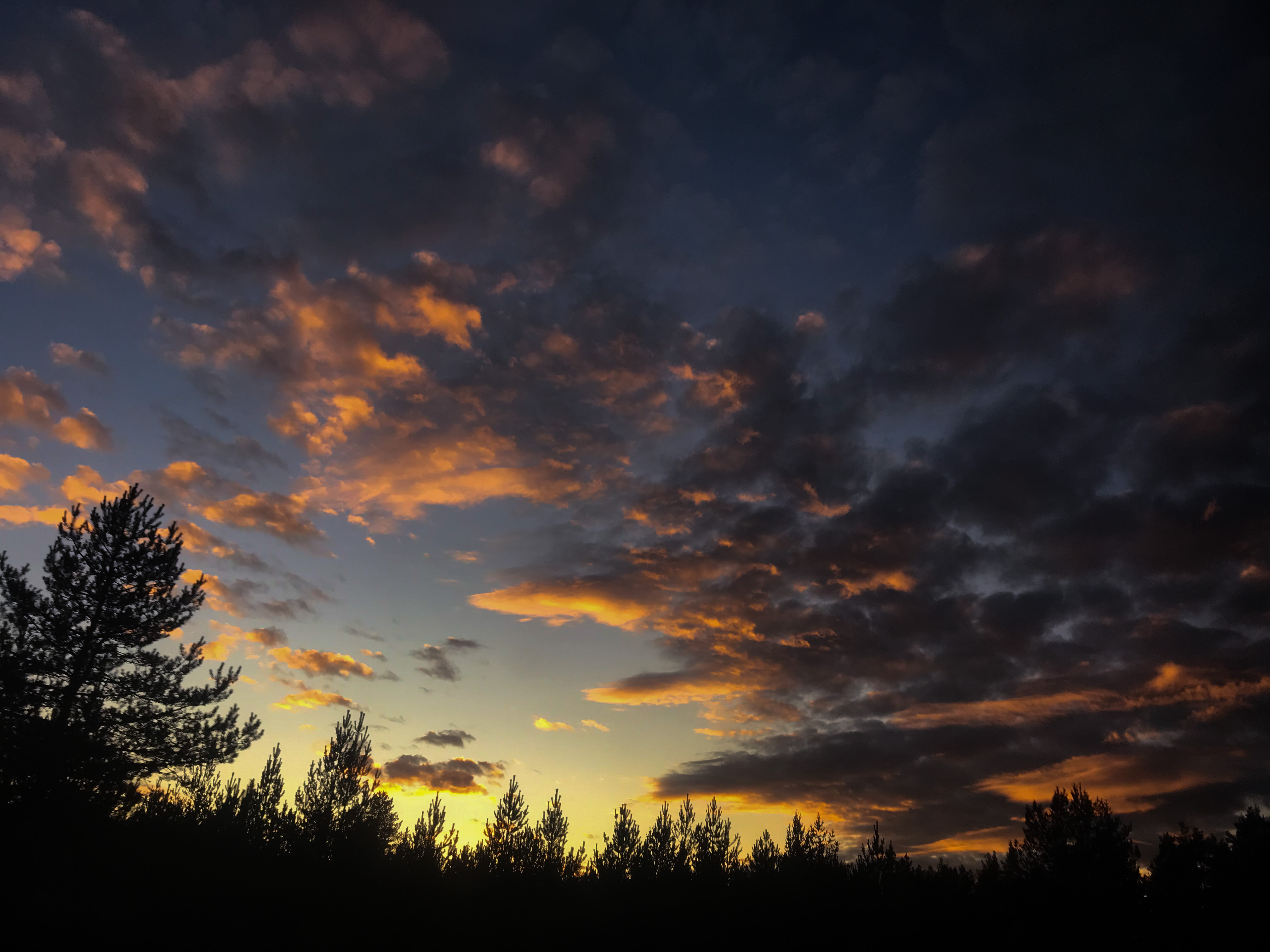 Fotografi av en solnedgång på hösten. I nederkanten av bilden syns svarta silhuetter av gran och tall mot en svagt grönfärgad horisont. Det gröna skifter från ljusblå till mörkblå i överkanten av fotografiet. Mott denna bakgrund syns lösa moln som färgas i persikofärgade nyanser av dagens sista solljus.