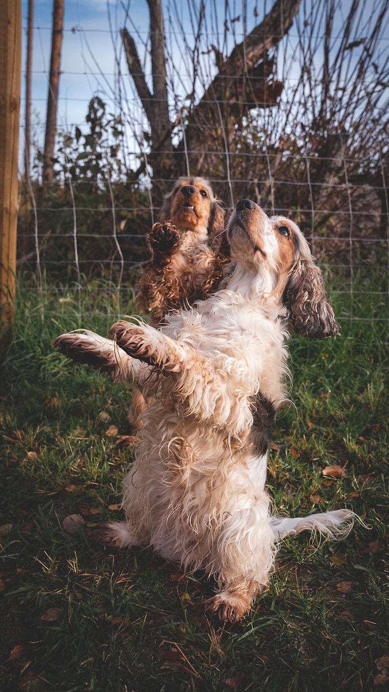 Två cockerspanielhundar sitter och balanserar på bakbenen på en gräsmatta. Deras förväntansfulla blickar är riktade uppåt.