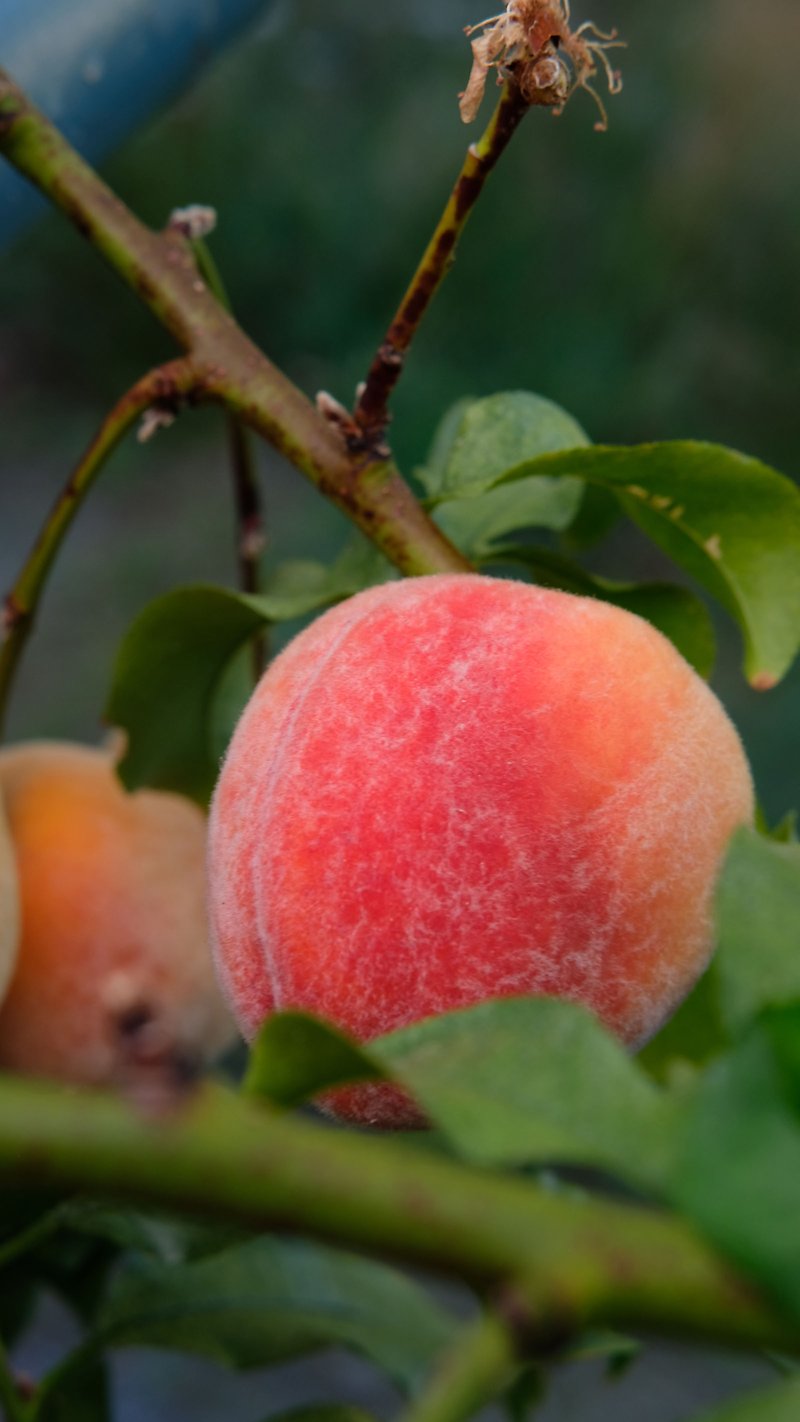 Ett persika på en gren.