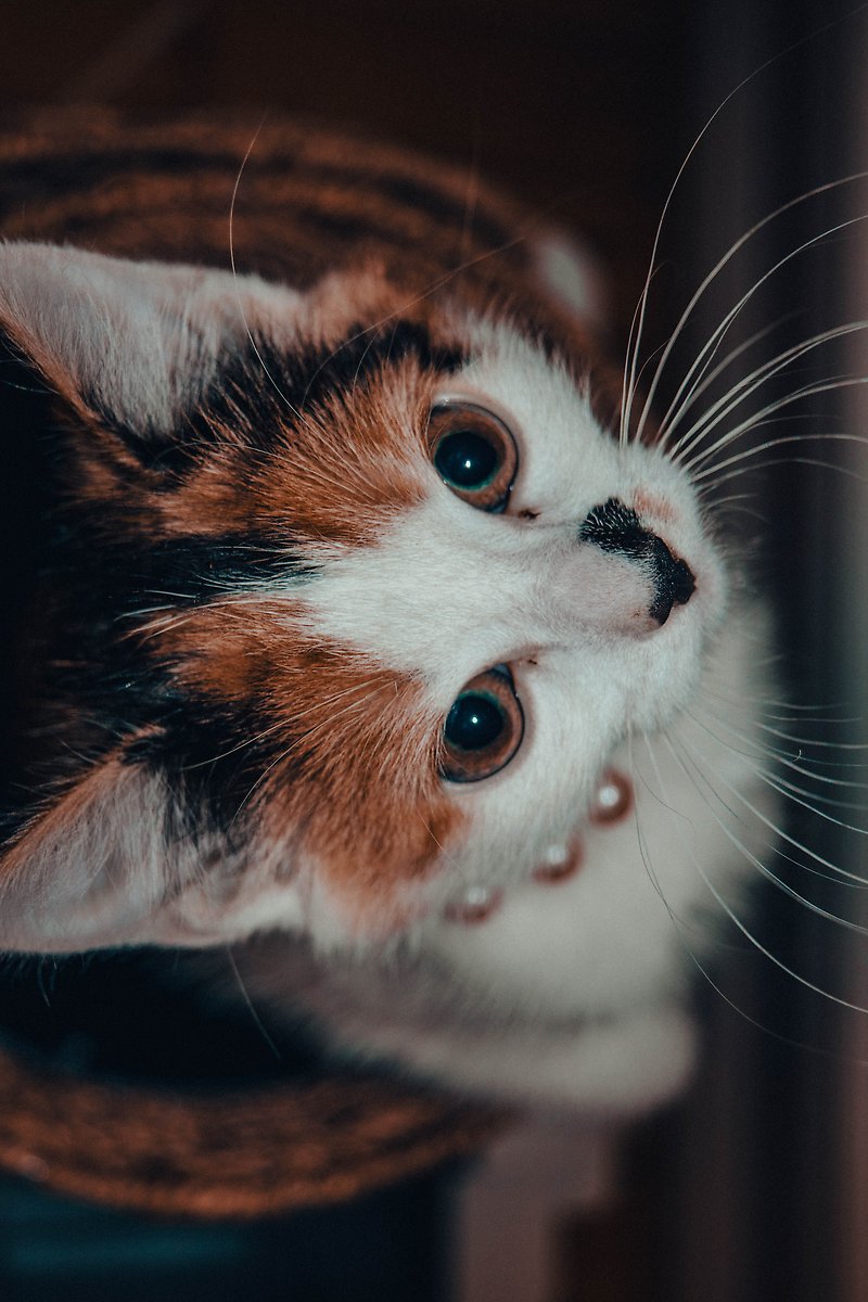 Färgfotografi av en vit/röd/svart katt. Katten sitter och tittar upp i kameran. Vinkeln gör att hennes morrhår är skarpt definierad. Under henne anar man en rund matta.