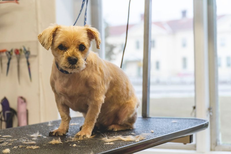 Den lilla beigfärgade hunden Saga står nyfriserad på klippningsbordet.
